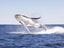 Port Stephenson - Whale Watching Cruse Image -57765473ec433